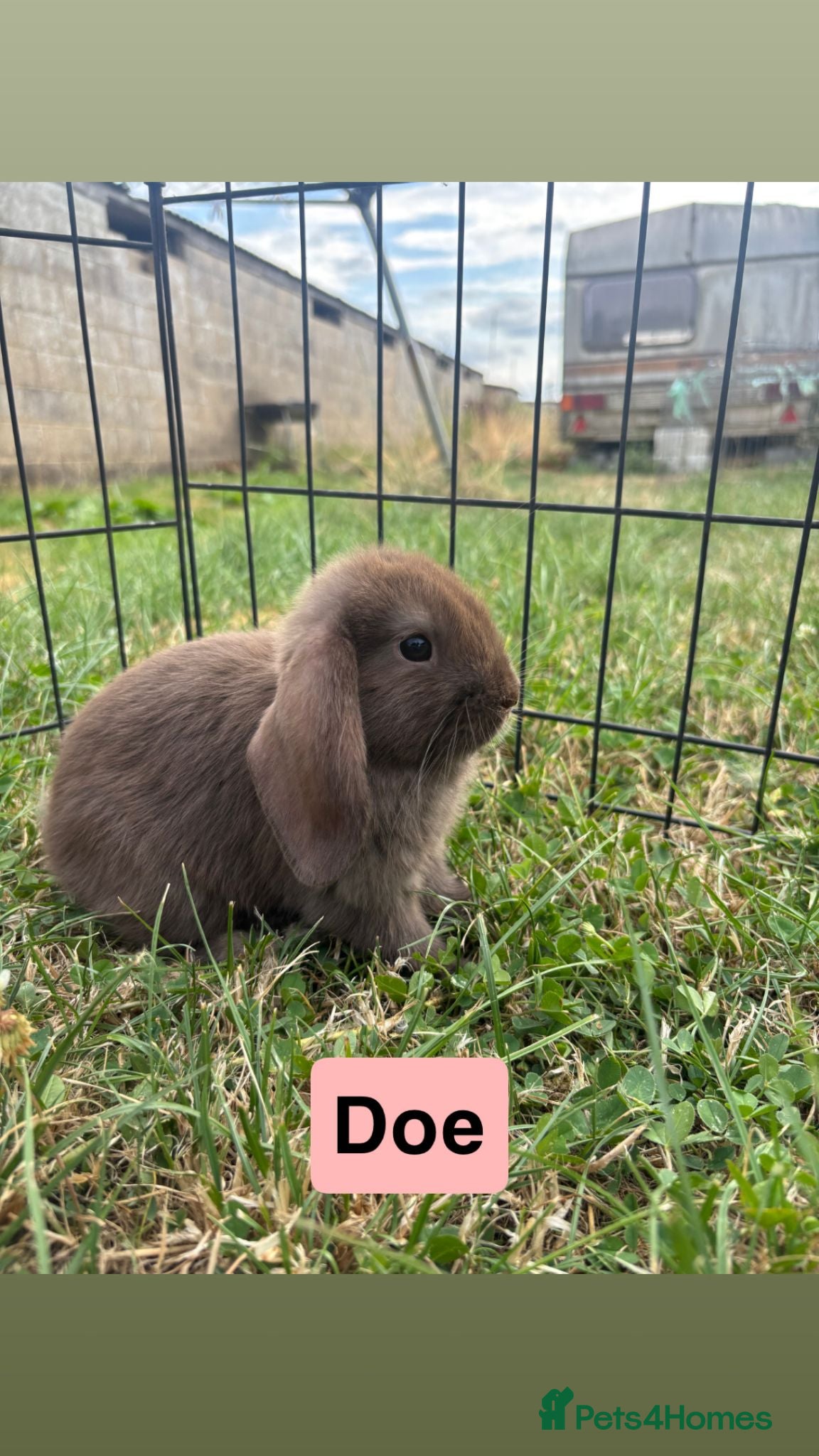 Mini Lop rabbits Adorable Mini Lop babies - Advert 1