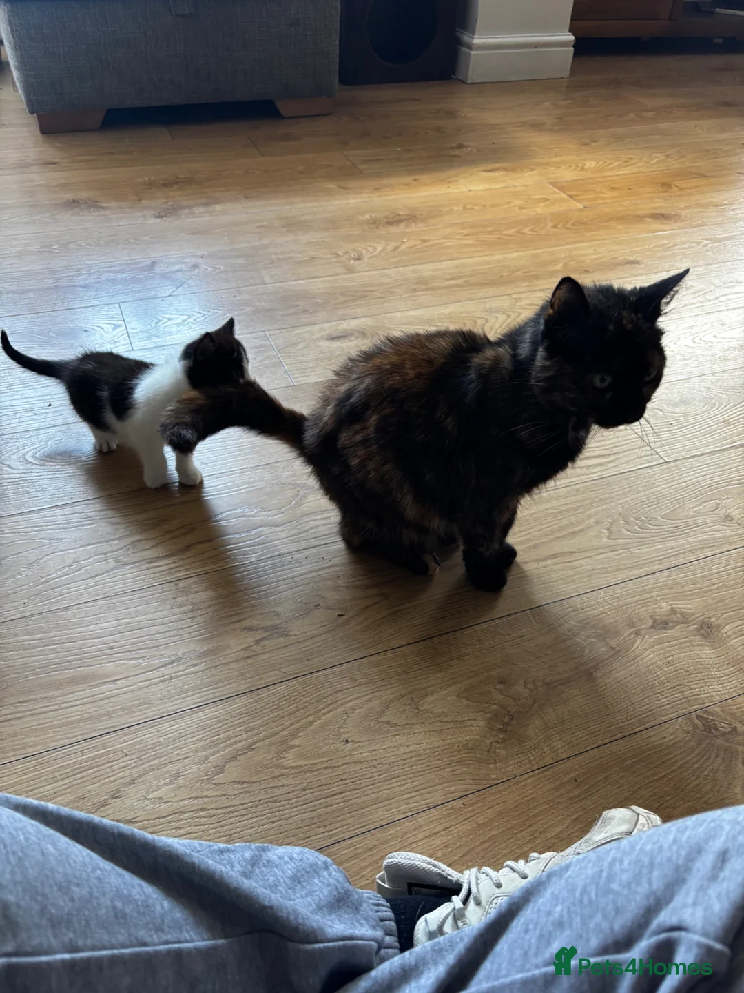 Mixed Breed cats for sale: Black and white male kitten for sale - Advert 2