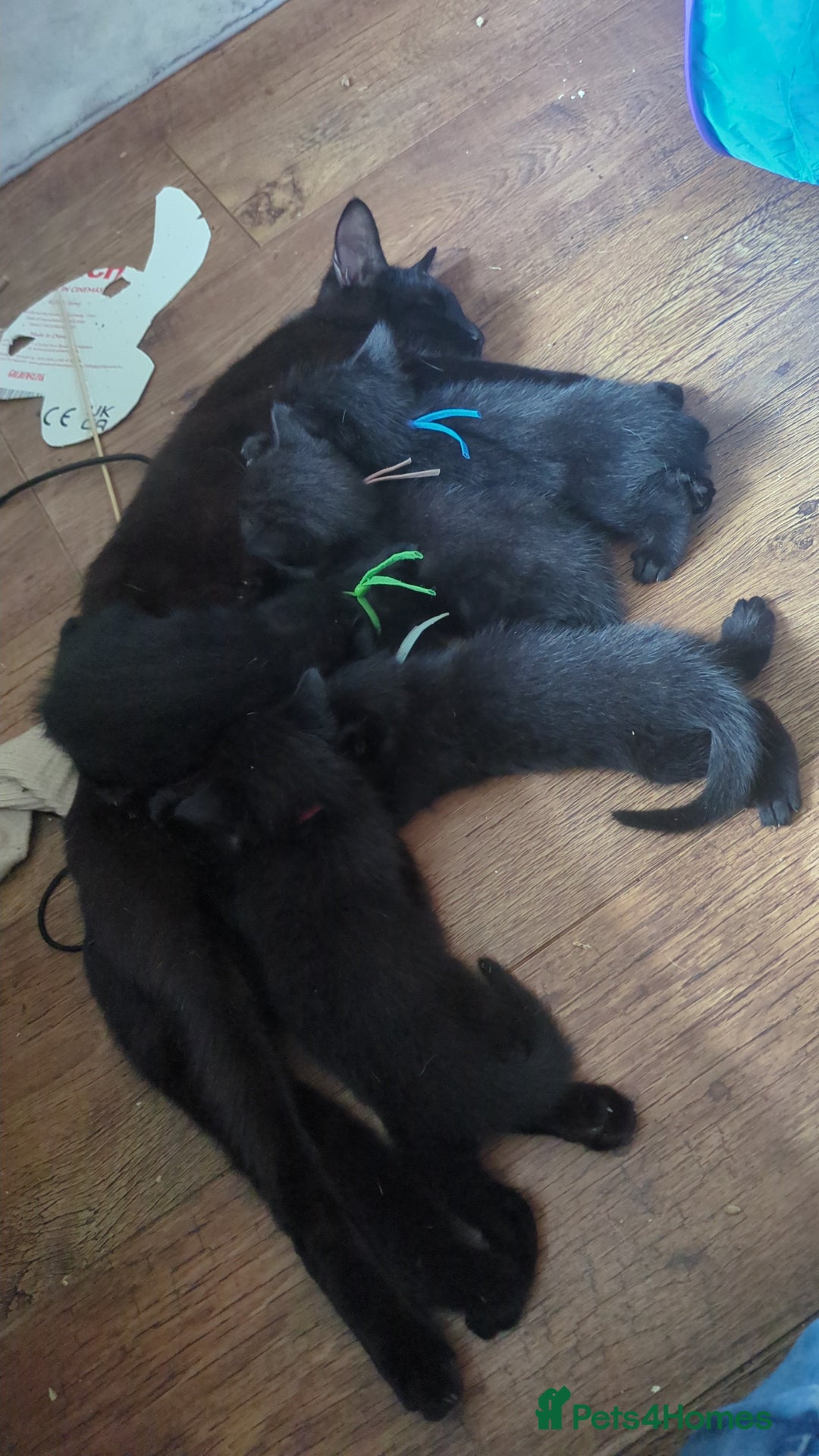 Maine Coon cats for sale: Last 2 beautiful Maine coon x males  - Image 12