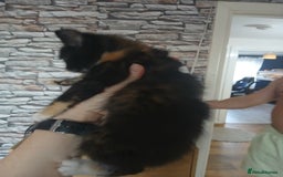 Mixed Breed cats for sale: 3 beautiful kittens - Image 6