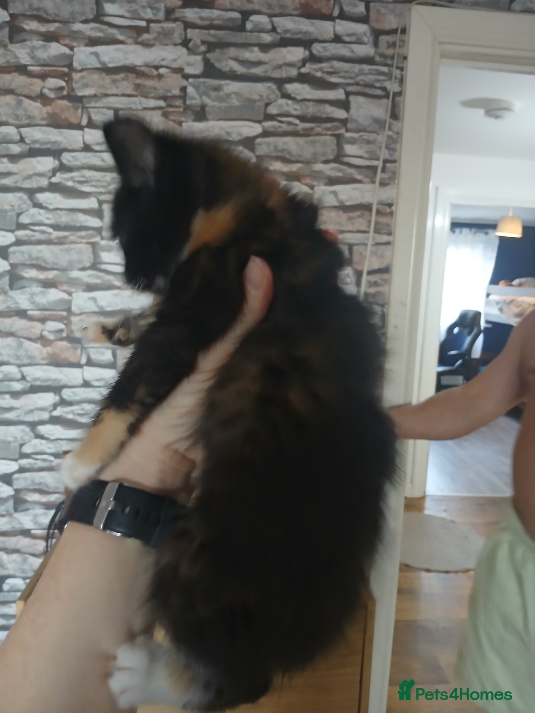 Mixed Breed cats for sale: 3 beautiful kittens - Image 6