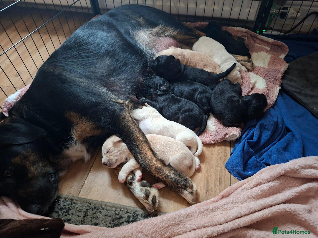 Mixed Breed dogs for sale: Last f1 border retriver boy pup  - Advert 3