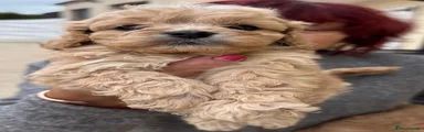 Cavapoo 2