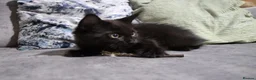 Maine Coon cats for sale: Gorgeous maine coon cross kittens - Advert 14