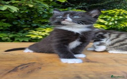 Mixed Breed cats for sale: Tuxedo Kittens - Image 12
