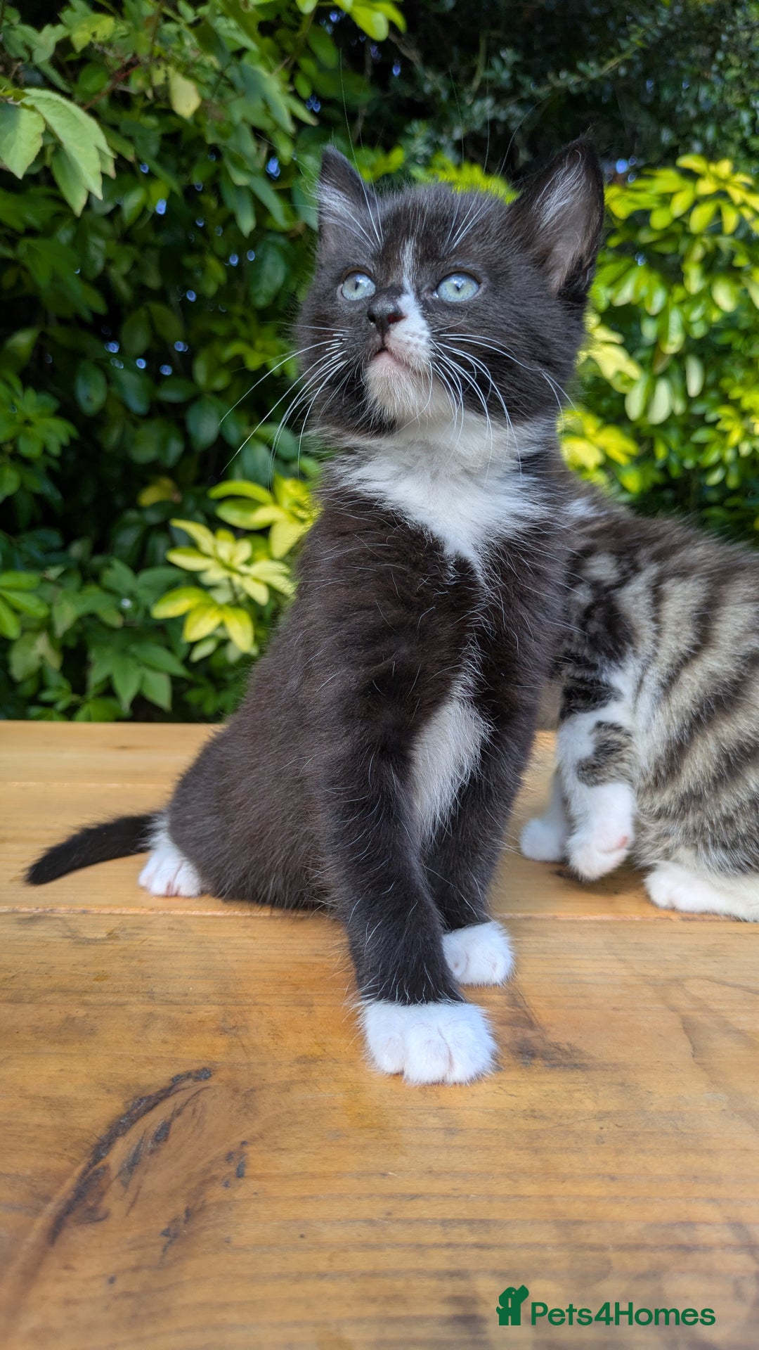 Mixed Breed cats for sale: Tuxedo Kittens - Image 12