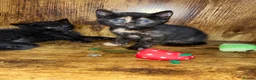 Mixed Breed cats for sale: Kittens  in Birmingham - Advert 4
