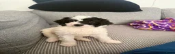 Sproodle dogs for sale: Sproodle  - Advert 8