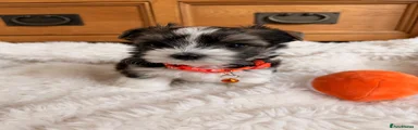 Orange Collar Boy 
