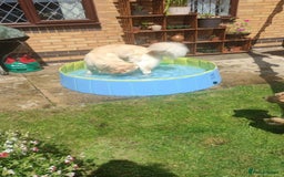 Golden Retriever dogs for stud: Gorgeous golden retriever  - Image 3