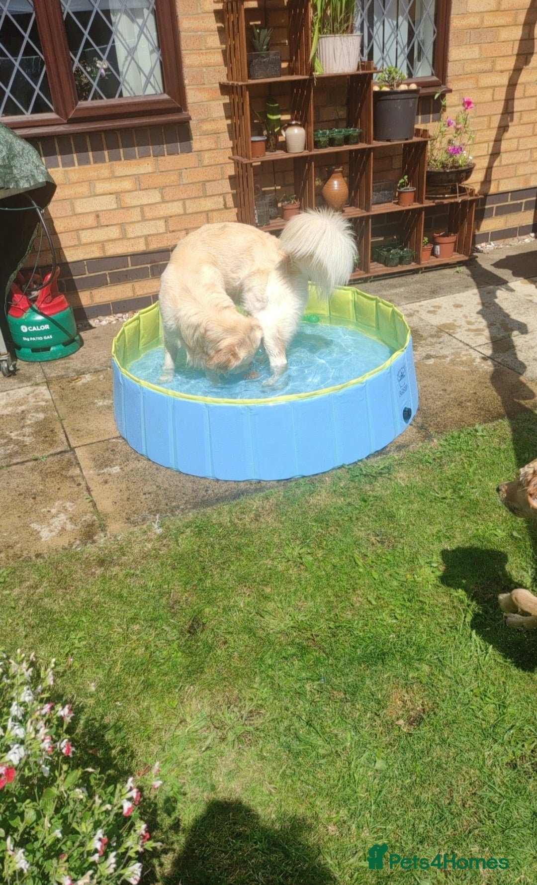 Golden Retriever dogs for stud: Gorgeous golden retriever  - Image 3