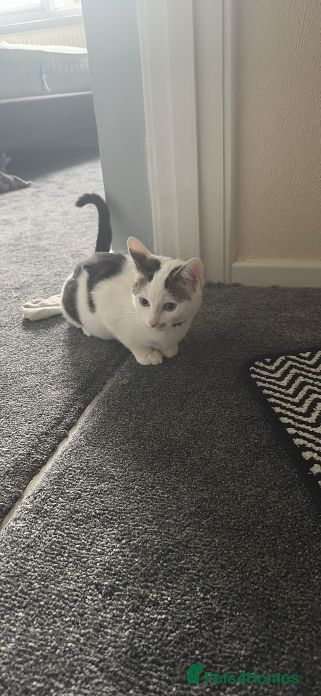 Mixed Breed cats for sale: Kittens for sale - Image 3