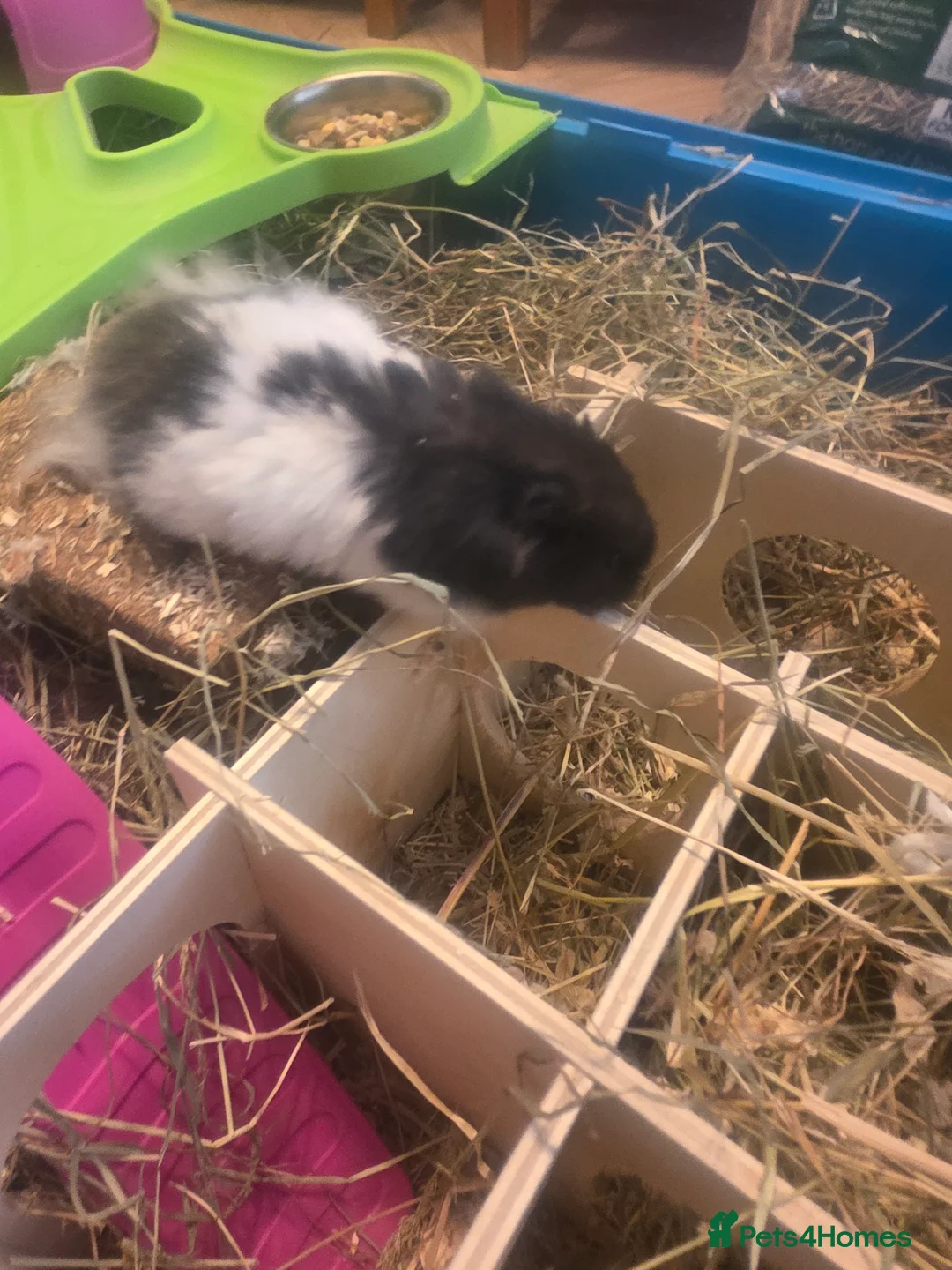 Hamster rodents for sale: Hamster with cages and accessories  - Advert 1