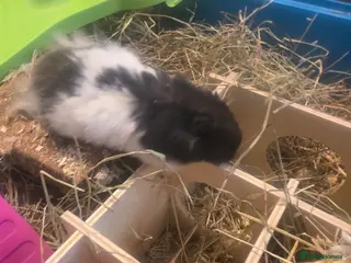 Hamster rodents Hamster with cages and accessories - Advert 1