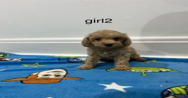 Cockapoo dogs - Advert 7