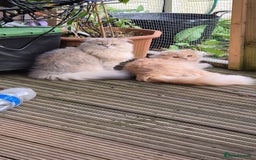 British Longhair cats for stud: British Longhair for Stud services  - Image 7