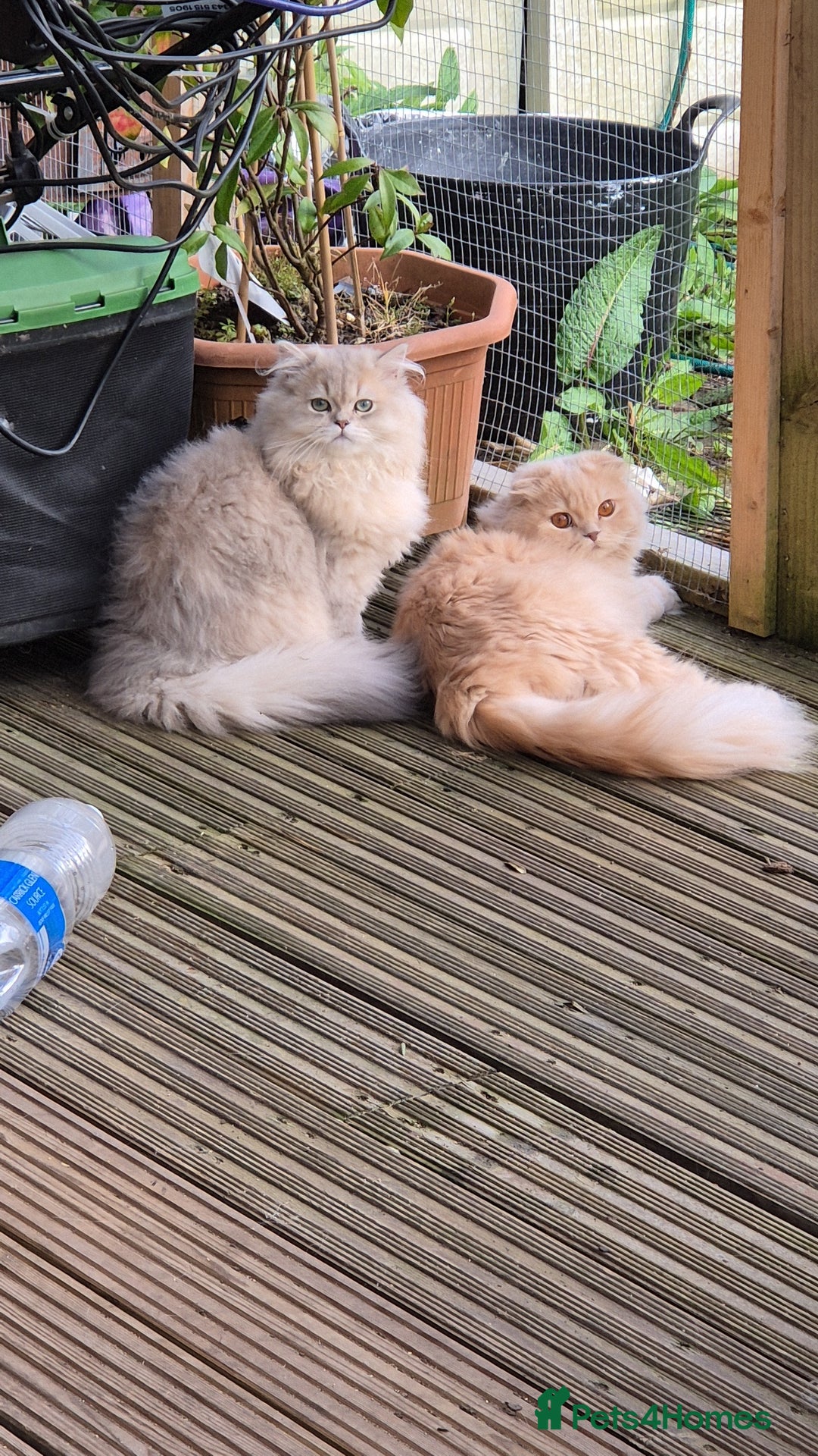 British Longhair cats for stud: British Longhair for Stud services  - Image 7