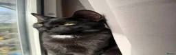 Mixed Breed cats for sale: Cats for sale  - Advert 2