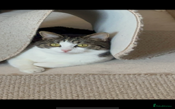 Mixed Breed cats for sale: FREE Gentle giant for sale - Image 8