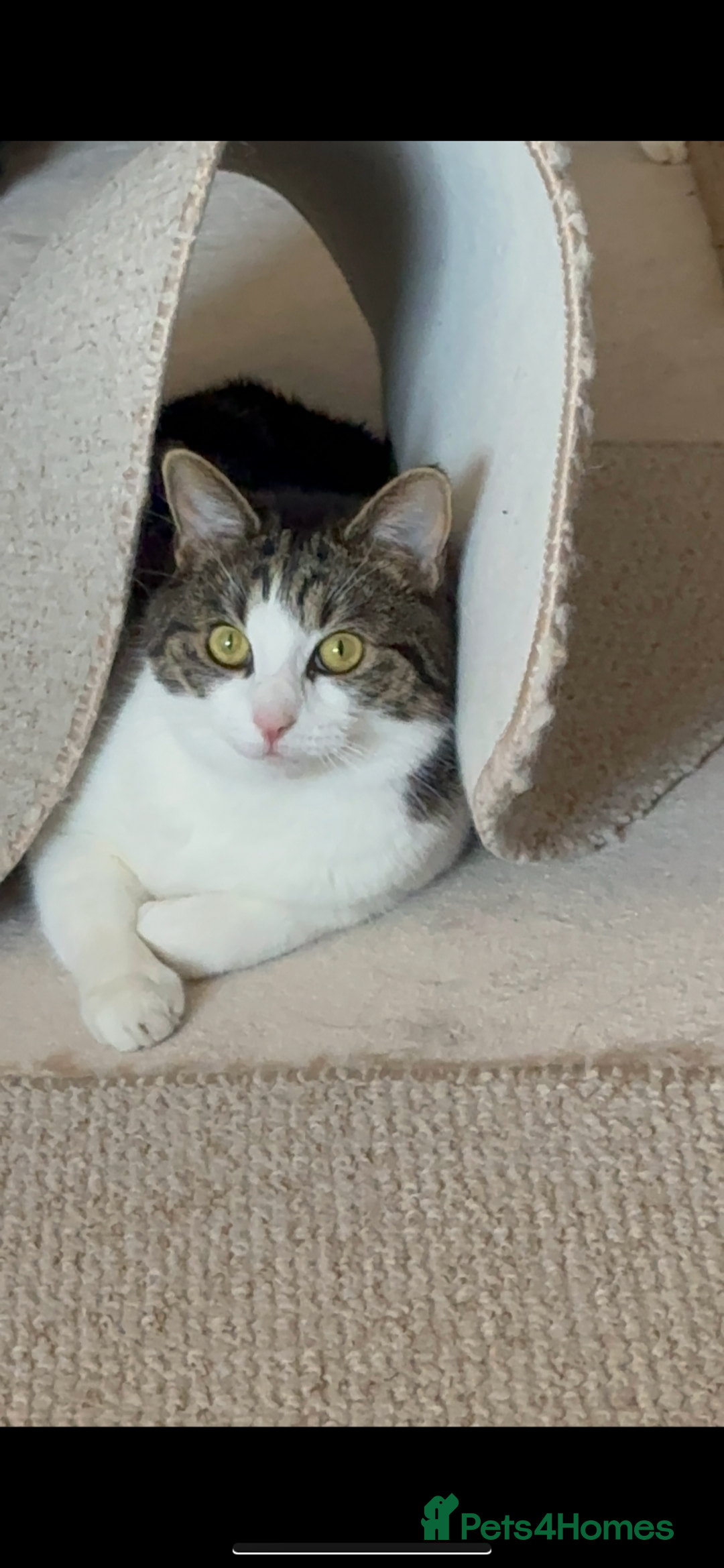 Mixed Breed cats for sale: FREE Gentle giant for sale - Image 8