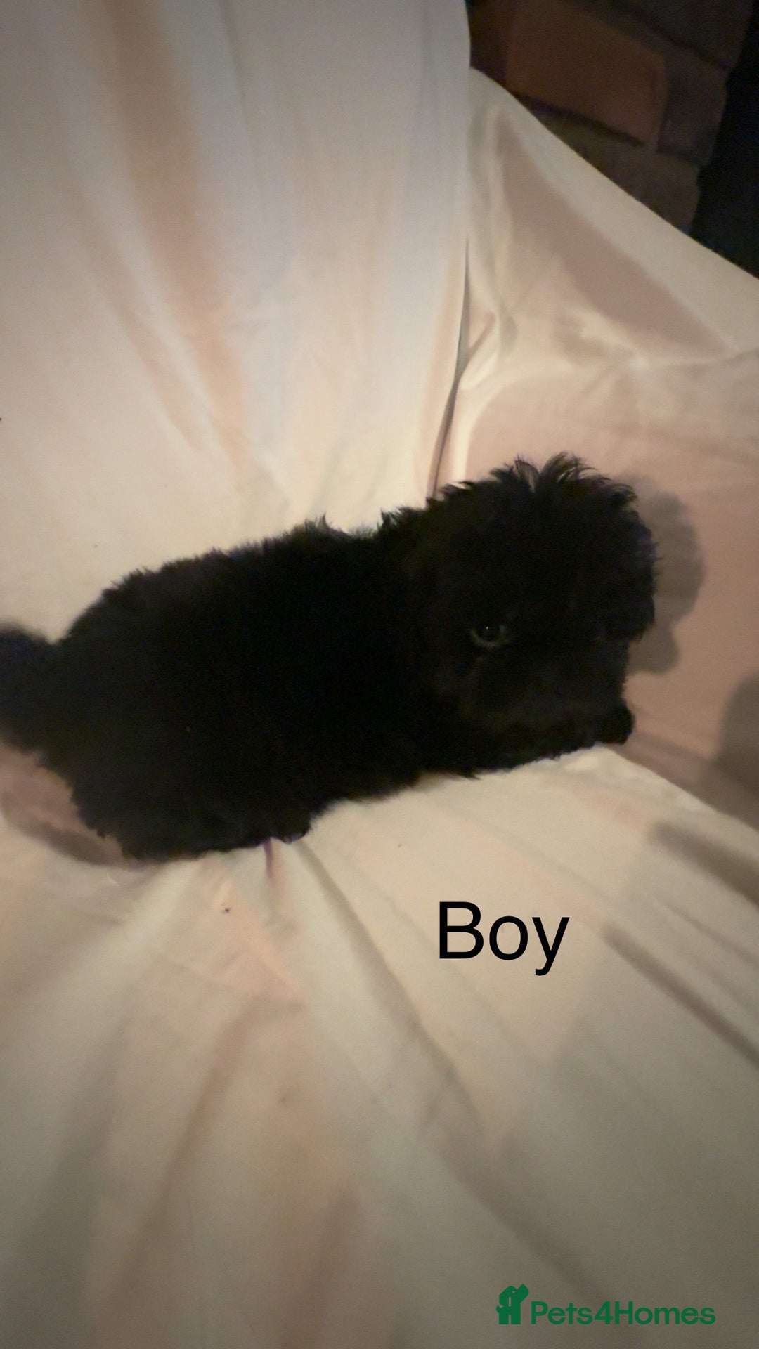 Shih Tzu dogs for sale: Shih Tzu Puppy’s  - Advert 4