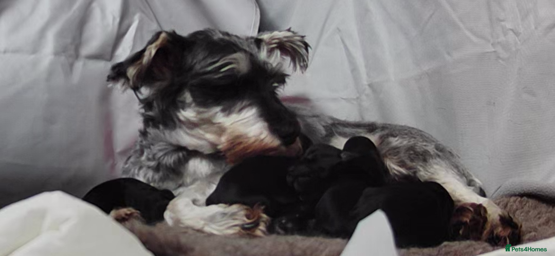 Miniature Schnauzer dogs for sale: Miniature Schnauzer pups for sale - Advert 8