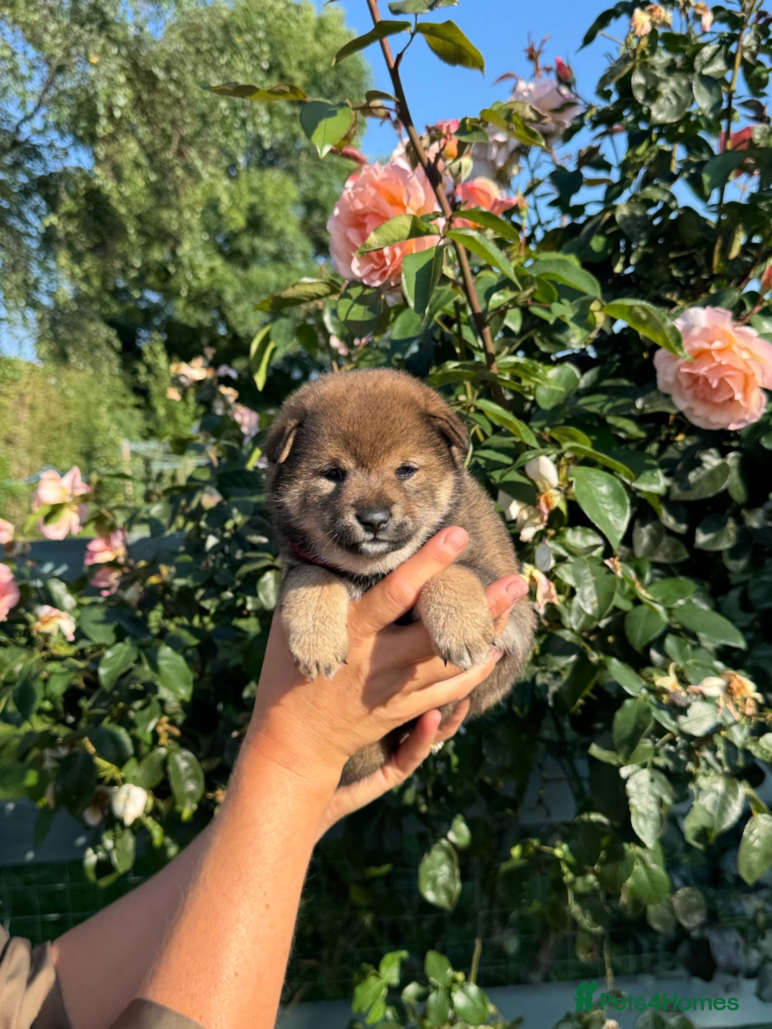 Japanese Shiba Inu dogs Rare Black Sesame Shiba | Japanese Bloodlines - Advert 1