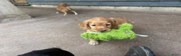 Cocker Spaniel dogs for sale: BEAUTIFUL MIXED COLOUR LITTER,HEALTHTESTED PARENTS - Advert 12