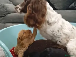 Cockapoo dogs Outstanding F1 cockapoo - Advert 7