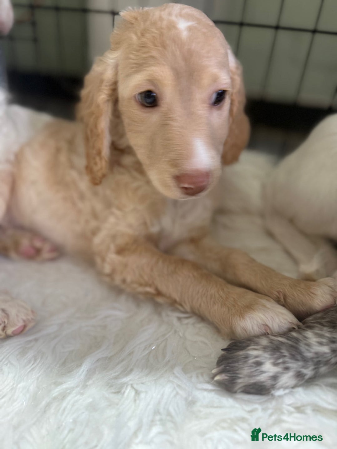 Cockapoo dogs for sale: F1b Cockapoo puppies - Advert 15