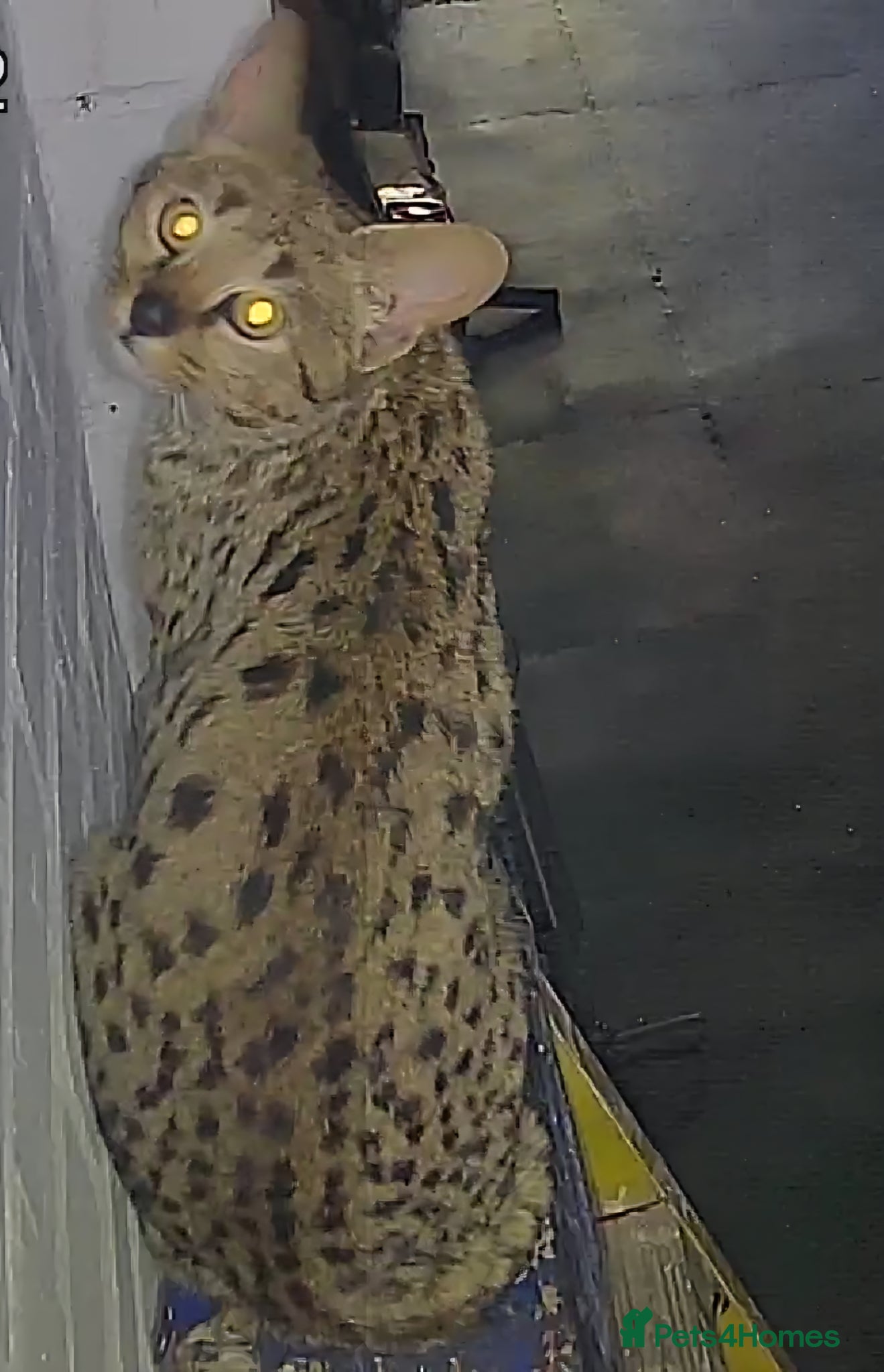 Savannah cats F2 SAVANNAH  - Advert 5