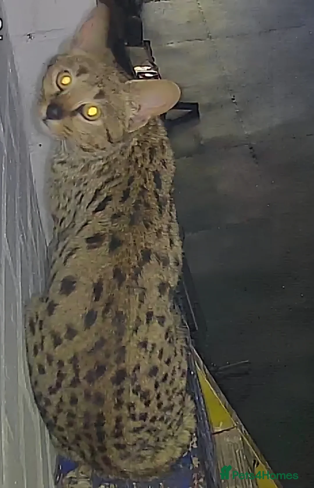 Savannah cats for sale: F2 SAVANNAH  - Advert 2
