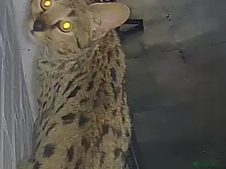 Savannah cats F2 SAVANNAH - Advert 5