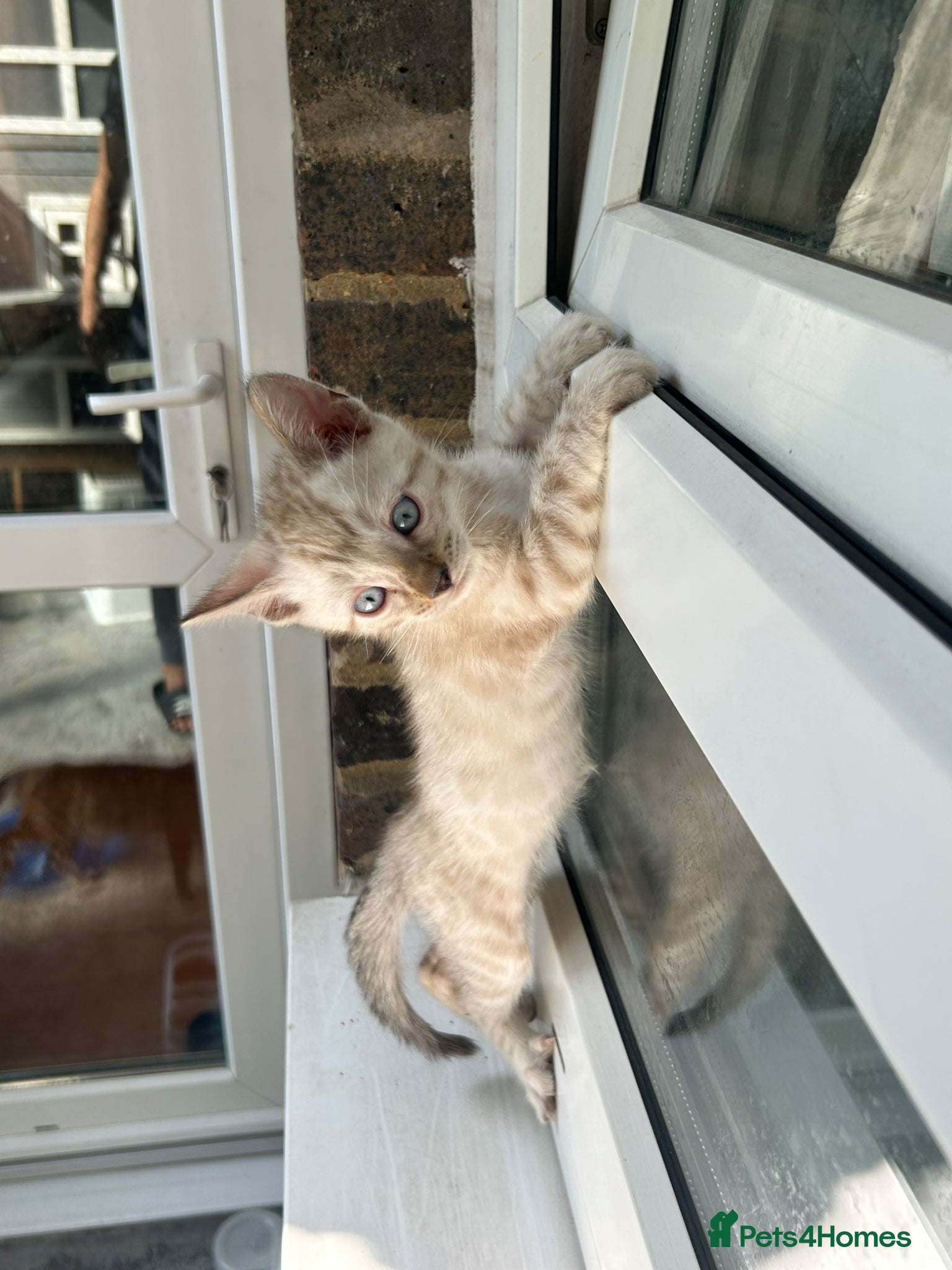 Bengal cats Pure Bengal  - Advert 13