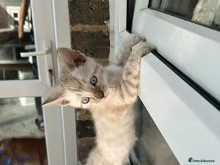 Bengal cats Pure Bengal - Advert 13