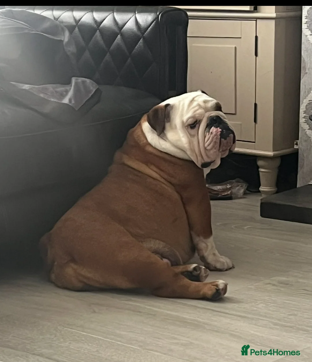 English Bulldog dogs for sale: Puppies Due 21st September Waiting List Now Open  - Advert 2