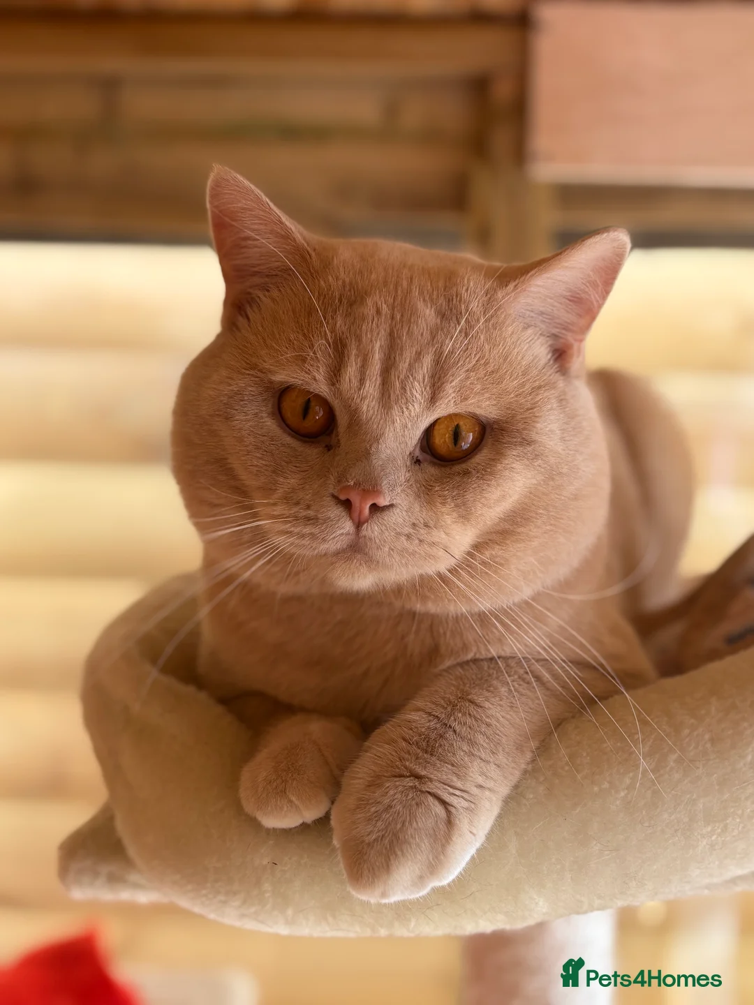 British Shorthair cats for stud: Active GCCF Championship status BSH STUD, Blood B! - Advert 9