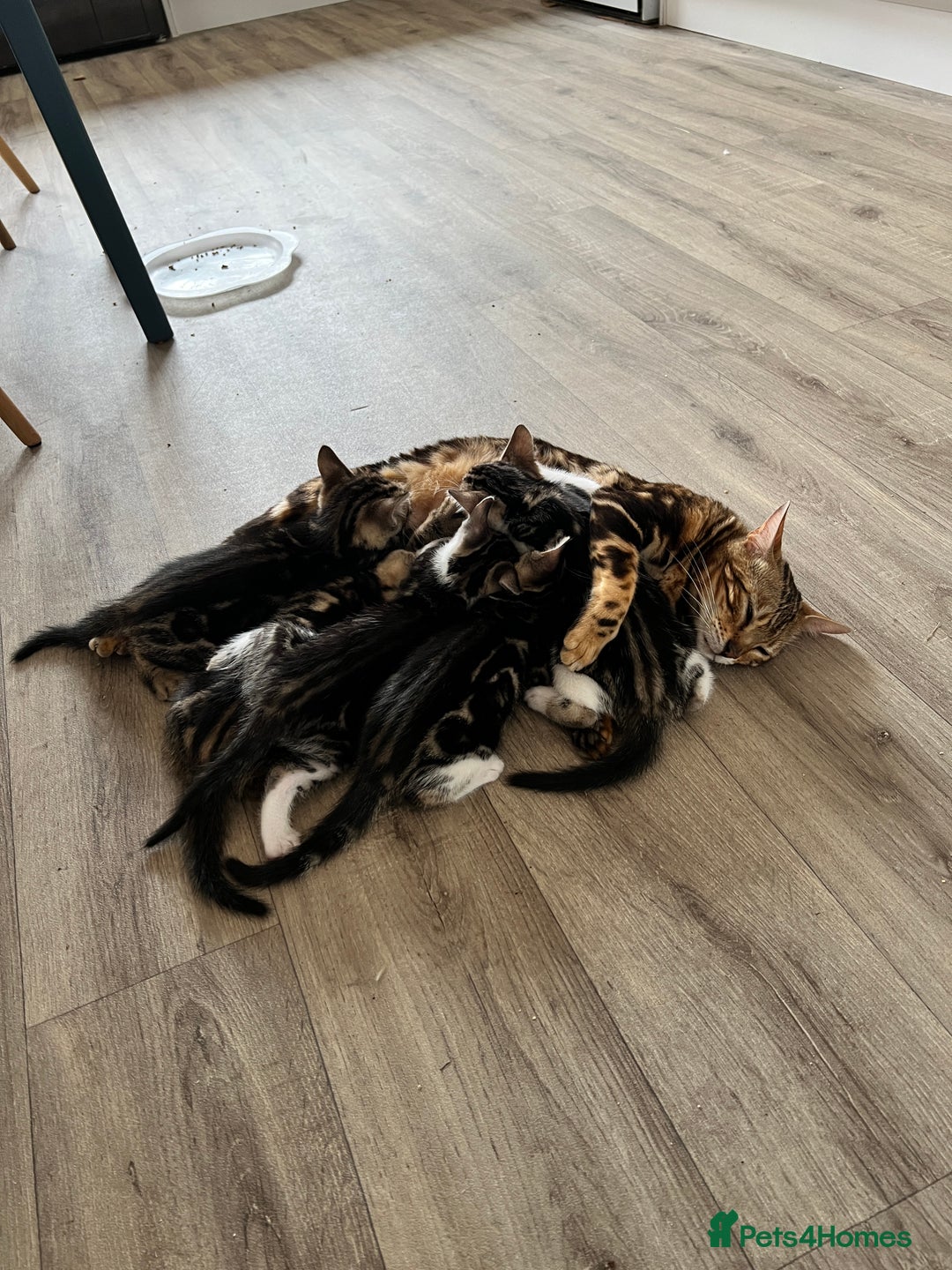 Bengal cats for sale: Bengal X Kittens - Image 1