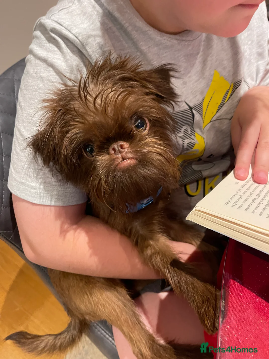 Griffon Bruxellois dogs for sale: Gorgeous rough coated griffon girl  - Advert 6