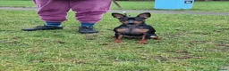 Miniature Pinscher dogs for sale: Male Miniature Pinscher – 11 Months – Show Quality - Advert 6