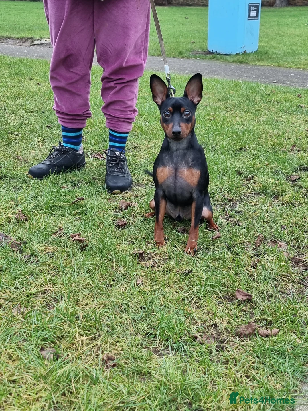 Miniature Pinscher dogs for sale: Male Miniature Pinscher – 11 Months – Show Quality - Advert 6