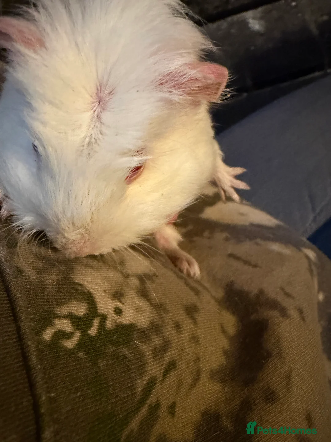 Guinea Pig rodents for sale: Sheltie cross piggies ready to go - Advert 3