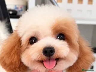 Toy Poodle dogs ASIAN TOY POODLE- TEDDYCUP - Advert 14