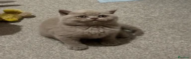 British Shorthair 1