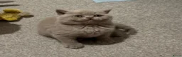 British Shorthair cats for sale: Show quality kittens BSH - Advert 9
