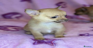 Chihuahua dogs - Advert 5