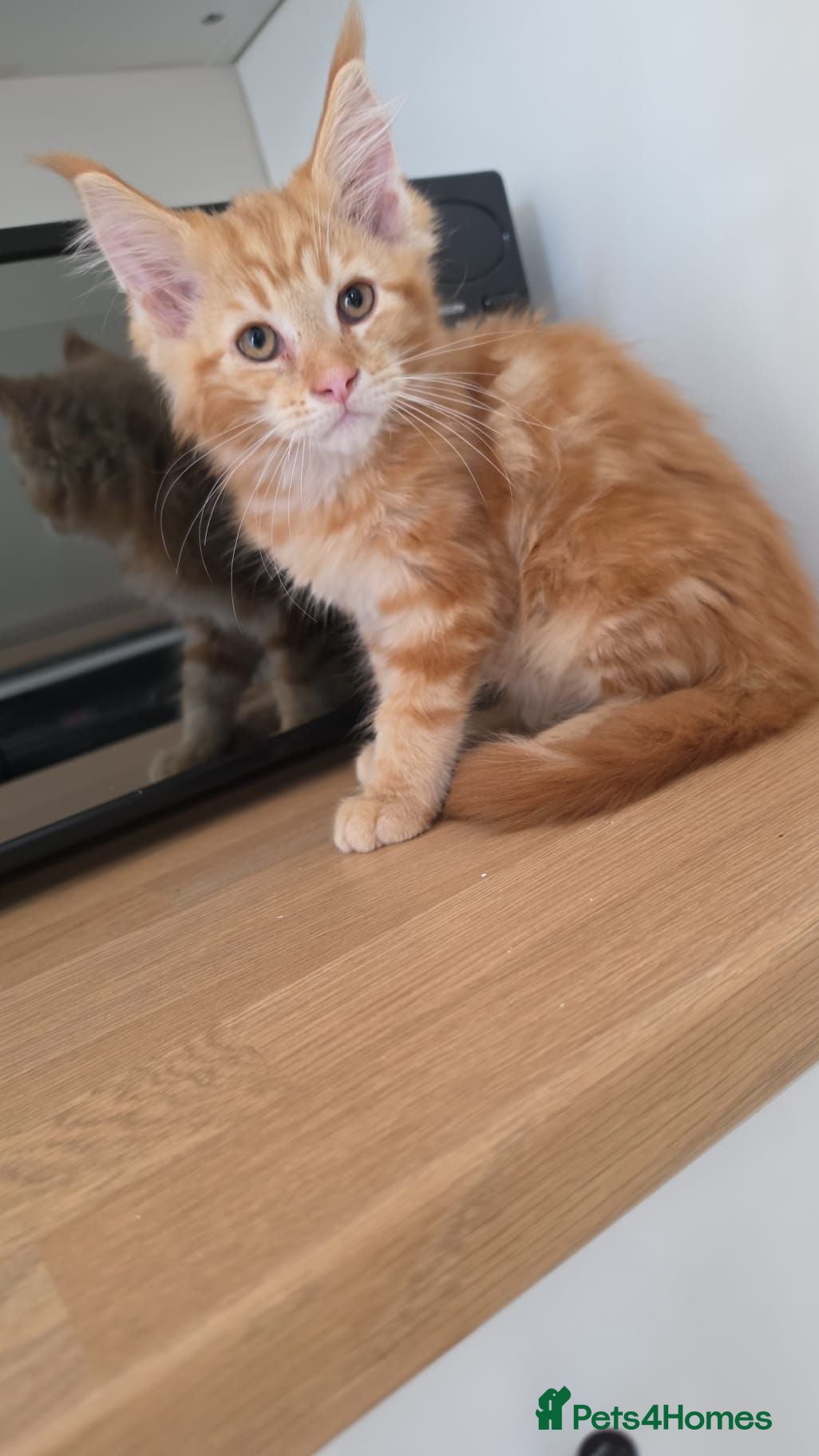 Maine Coon cats TICA registered mainecoon kittens  - Advert 18