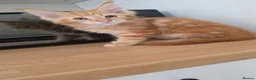 Maine Coon cats for sale: Last 2 tica reg mainecoon boys - Advert 5