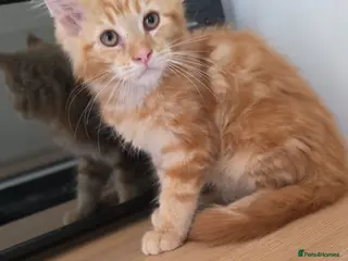 Maine Coon cats TICA registered mainecoon kittens - Advert 7