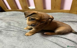 Mixed Breed dogs for sale: Beautiful female puppy.  - Image 12